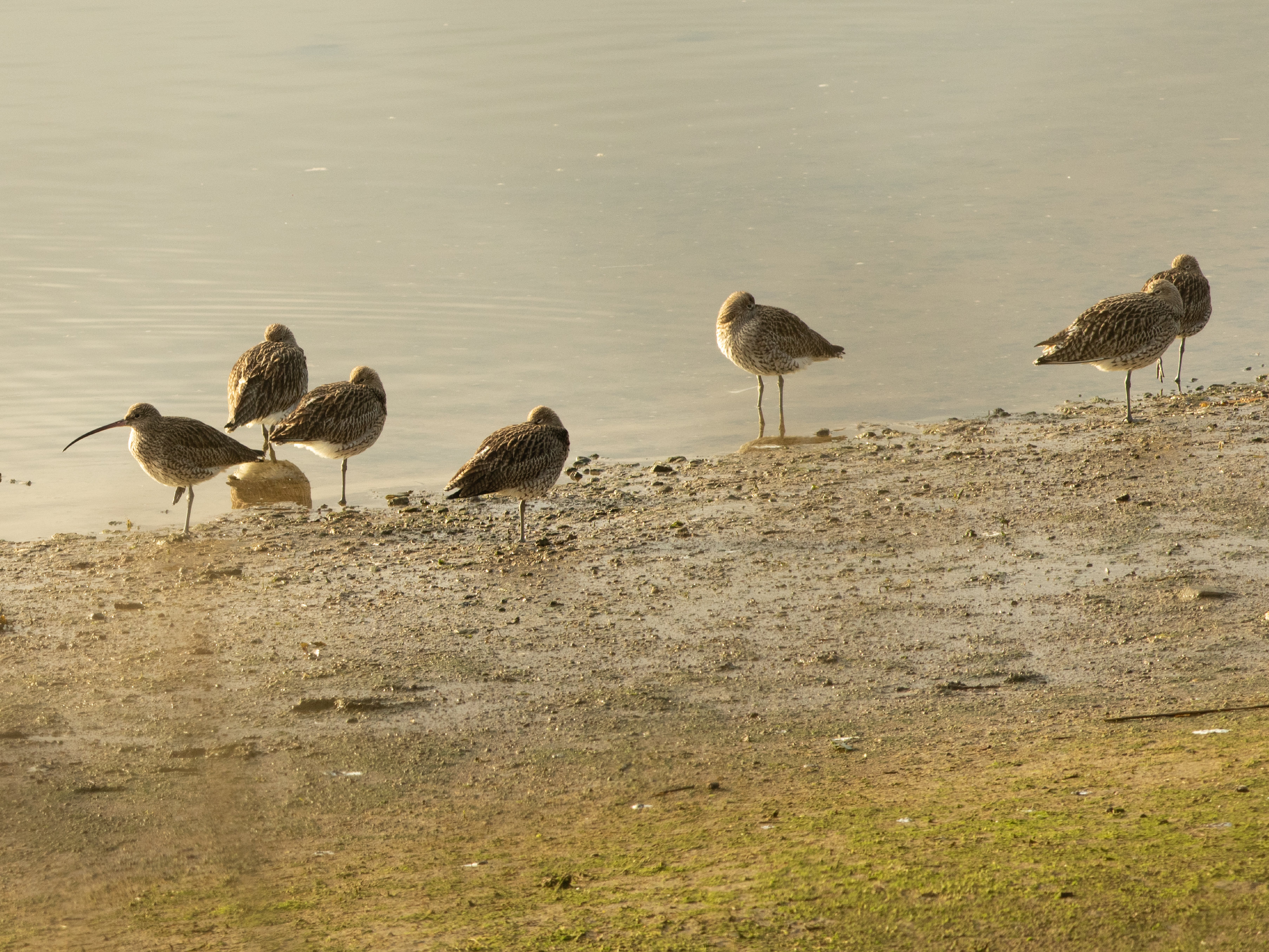 Britain’s largest wader: curlews in a creek at Devoran in Cornwall