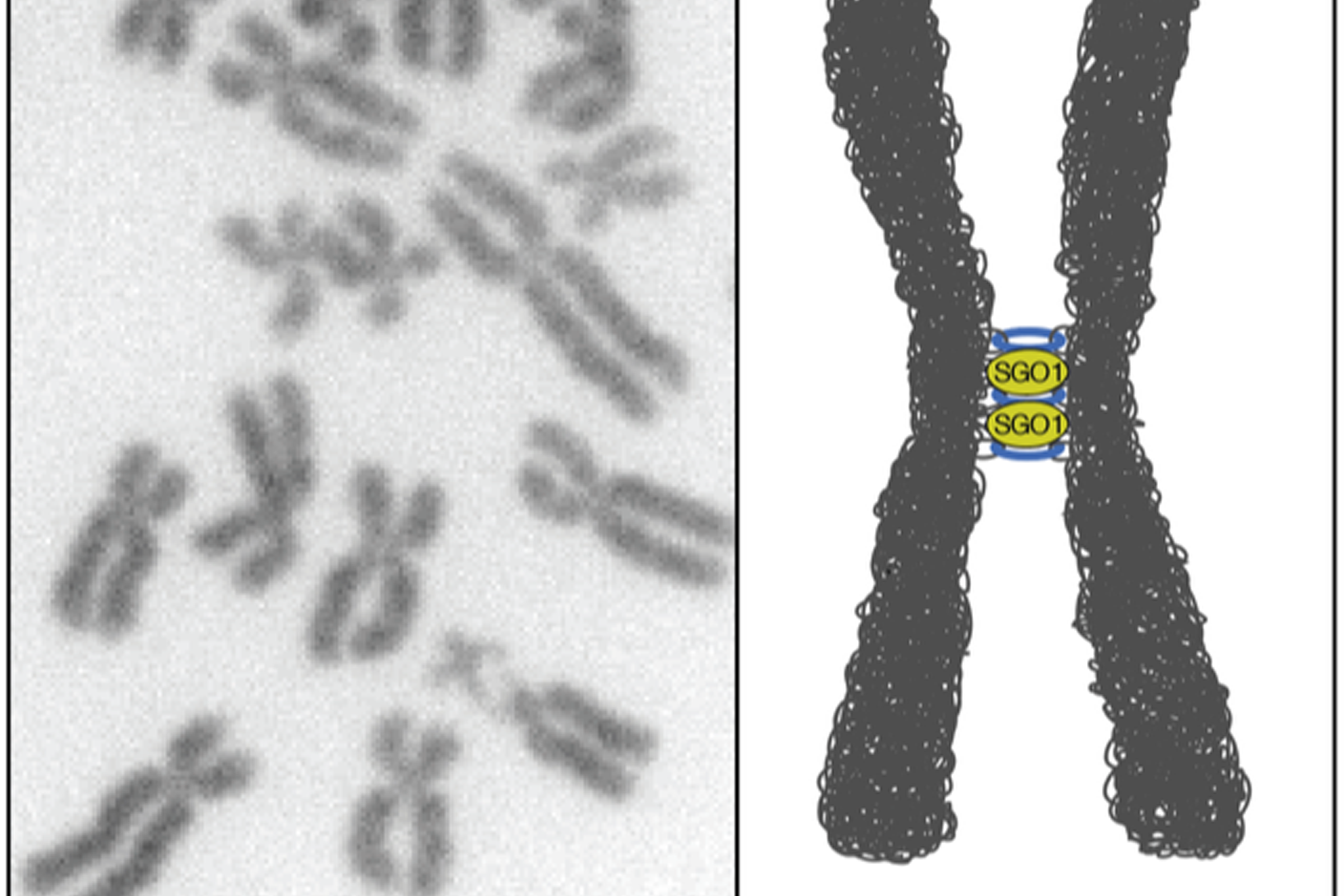 Chromosomes – DNA parcels – under the microscope, left, and a drawing of the rings keeping the X shape together (Benjamin Rowland/Netherlands Cancer Institute )