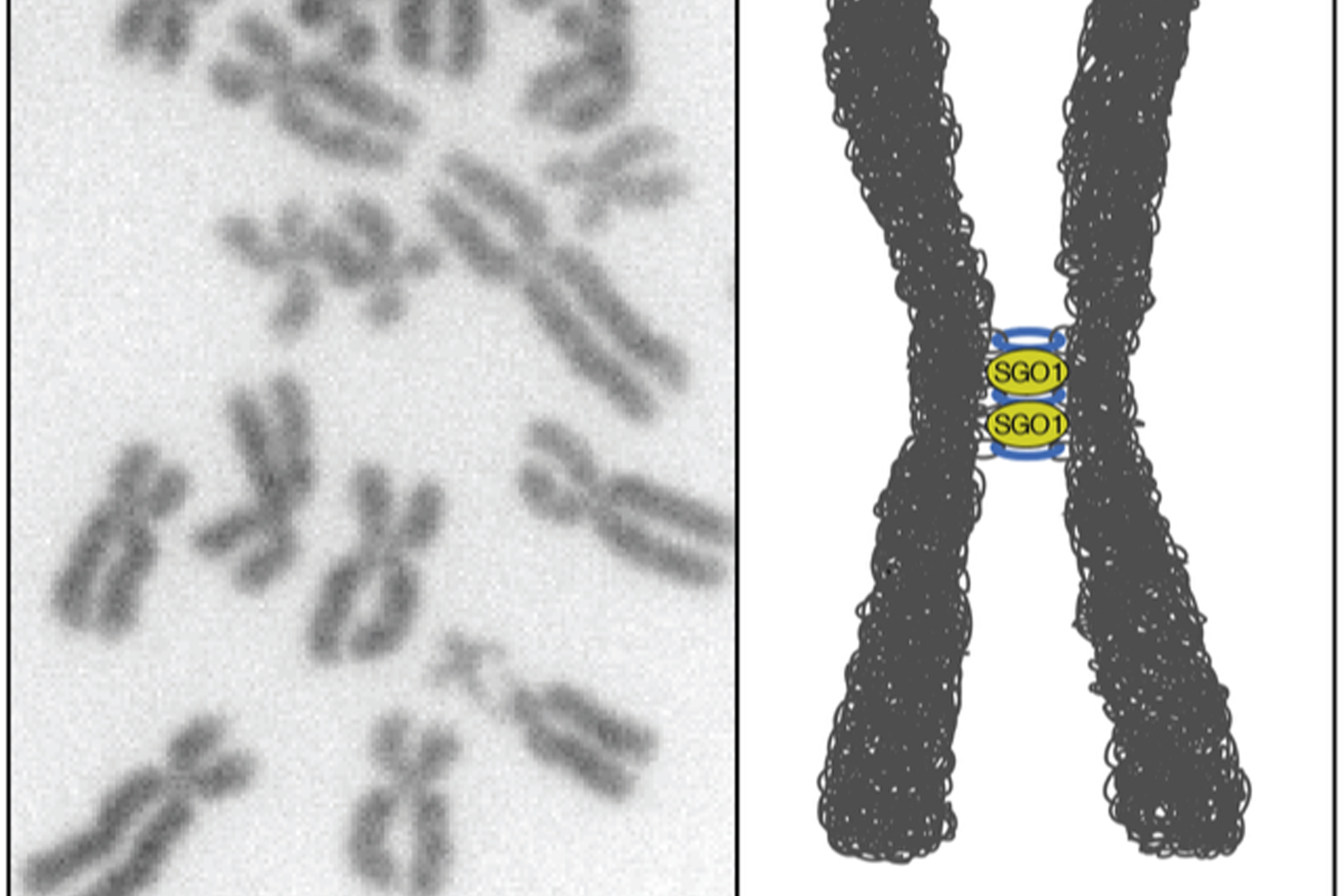 The X chromosome is not, in fact, X-shaped 