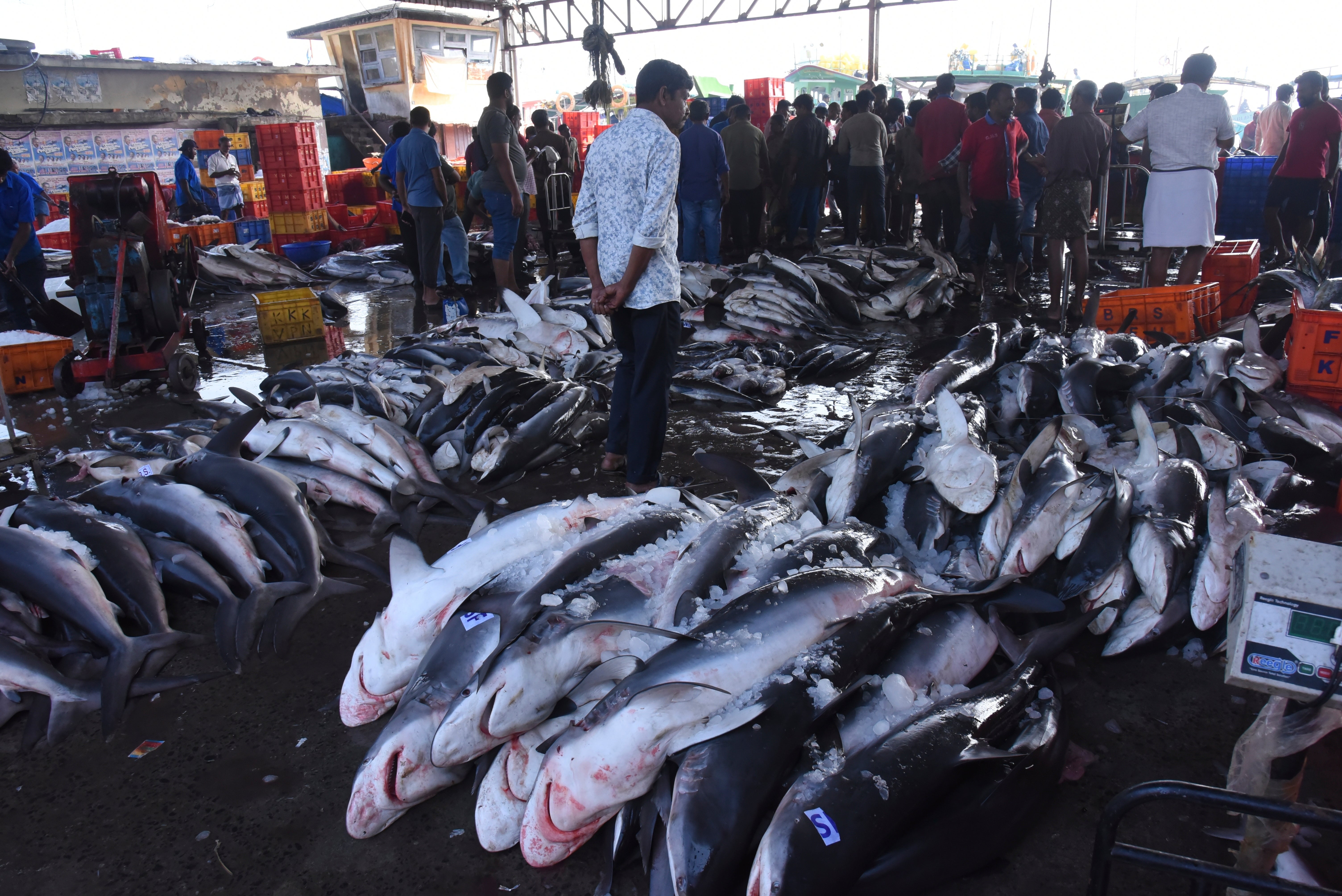 Climate India Storms Early Warning