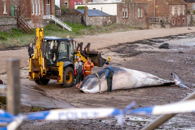 The dead minke whale washed up on West Bay Beach in North Berwick, East Lothian (Jane Barlow/PA)