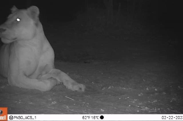 <p>The Wildlife Conservation Society (WCS) described the sighting as “a beautiful lioness, in her prime and clearly in great health” </p>
