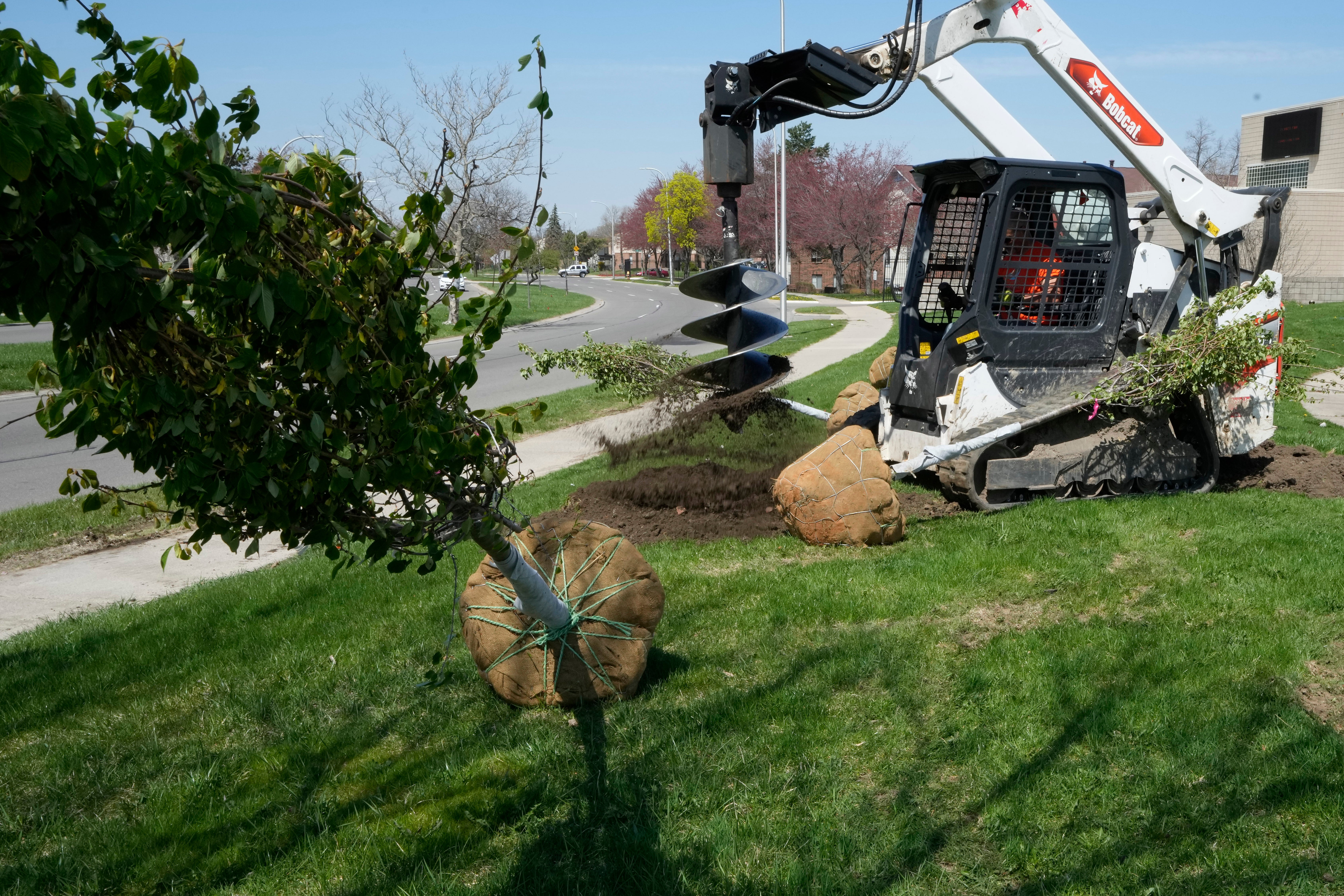 Urban Tree Plantings