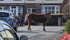 Escaped bull stands near Cheshire primary school moments after charging at parents