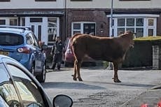 Escaped bull stands near Cheshire primary school moments after charging at parents