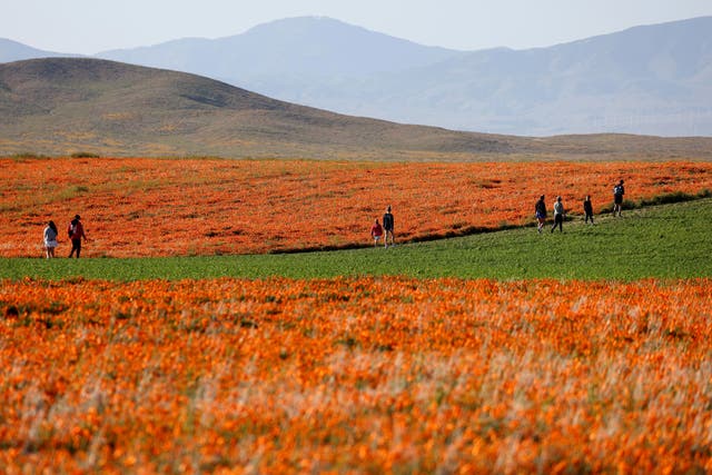 <p> People walk along a field with blooming poppy flowers near the Antelope Valley California Poppy Reserve following an unusually wet winter on April 14, 2023 near Lancaster, California.  Historic levels of rainfall fell in some parts of California, amid a barrage of atmospheric river winter storms, which has led to a 'superbloom' of wildflowers in certain parts of the state this spring</p>