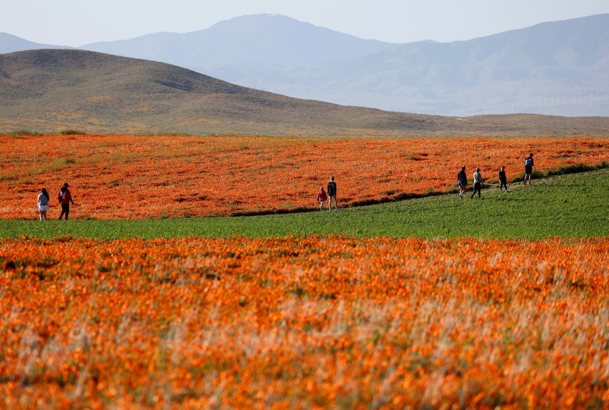 Wildflower ‘super-blooms’ blanket California after winter of historic downpours