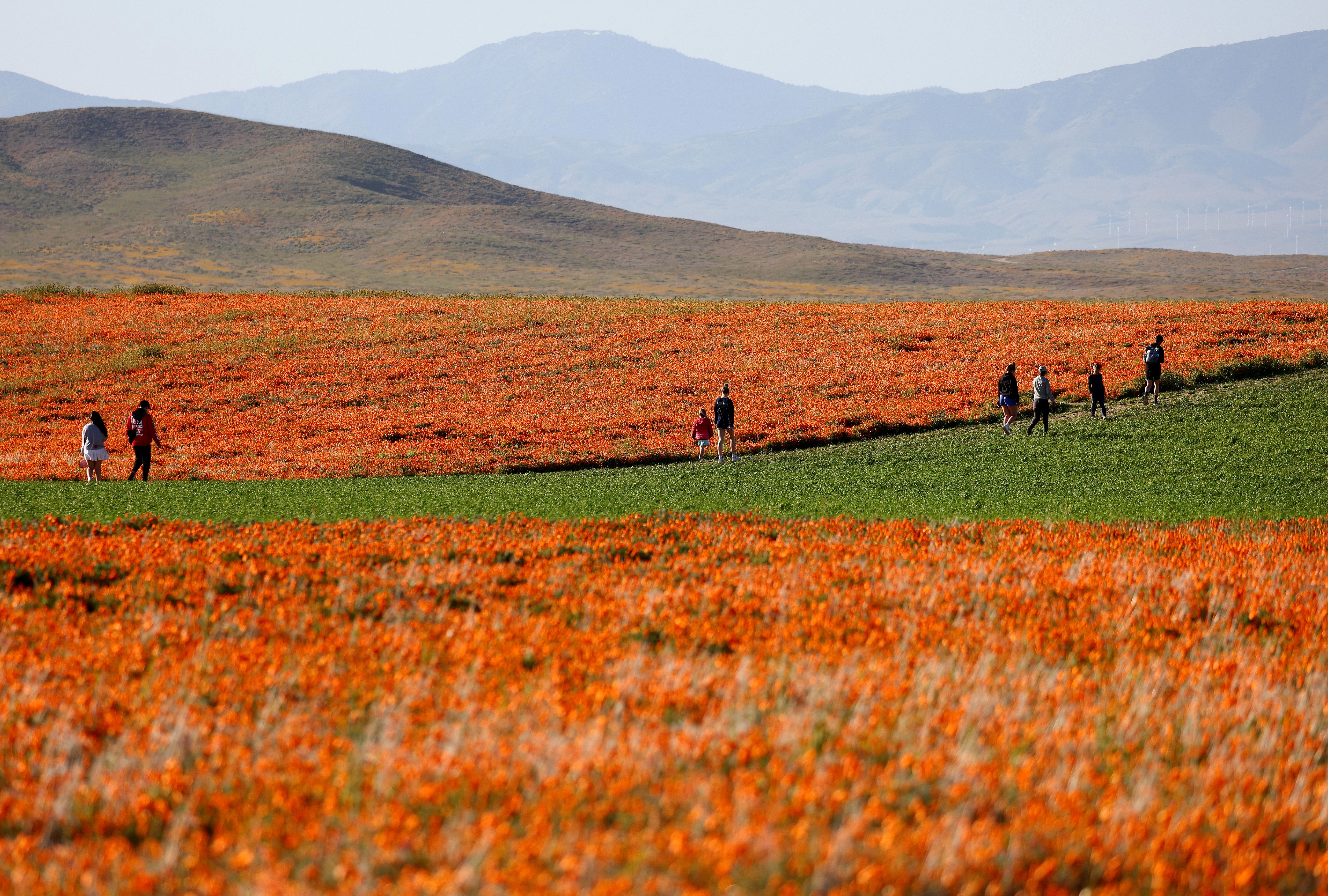 People walk along a field with blooming poppy flowers near the Antelope Valley California Poppy Reserve on April 14, 2023