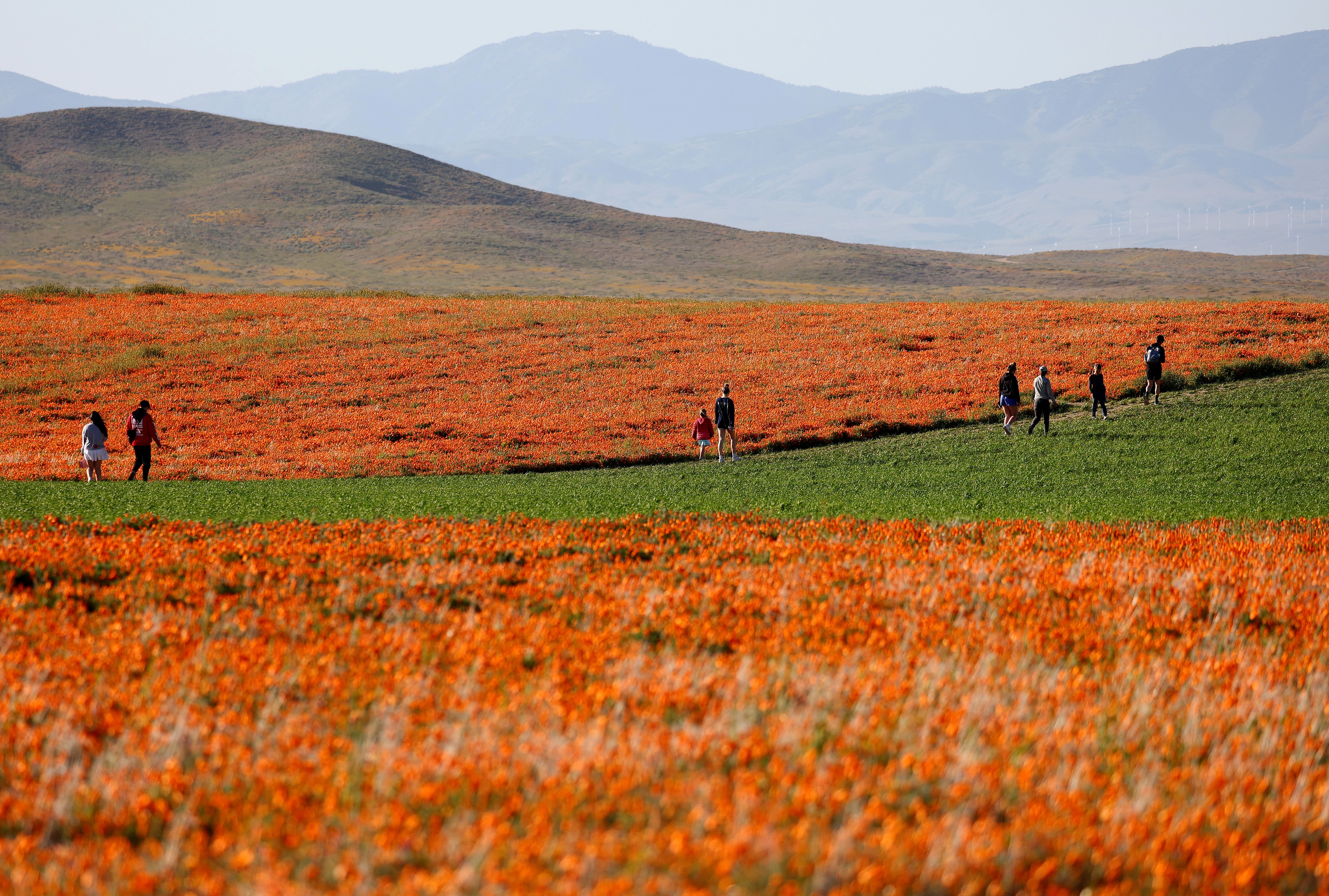 Desert Flowers Erupt in California 'Super Bloom