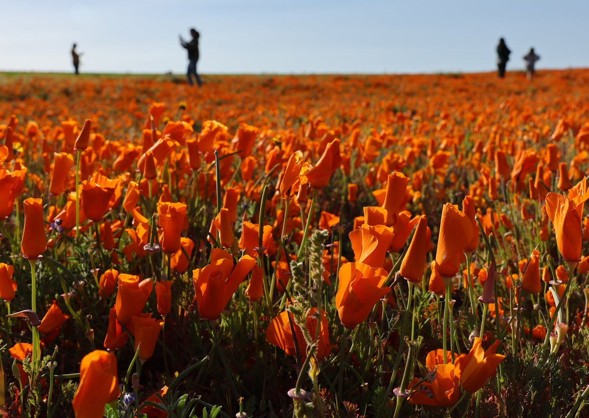 Dazzling ‘super bloom’ captured in California’s Antelope Valley