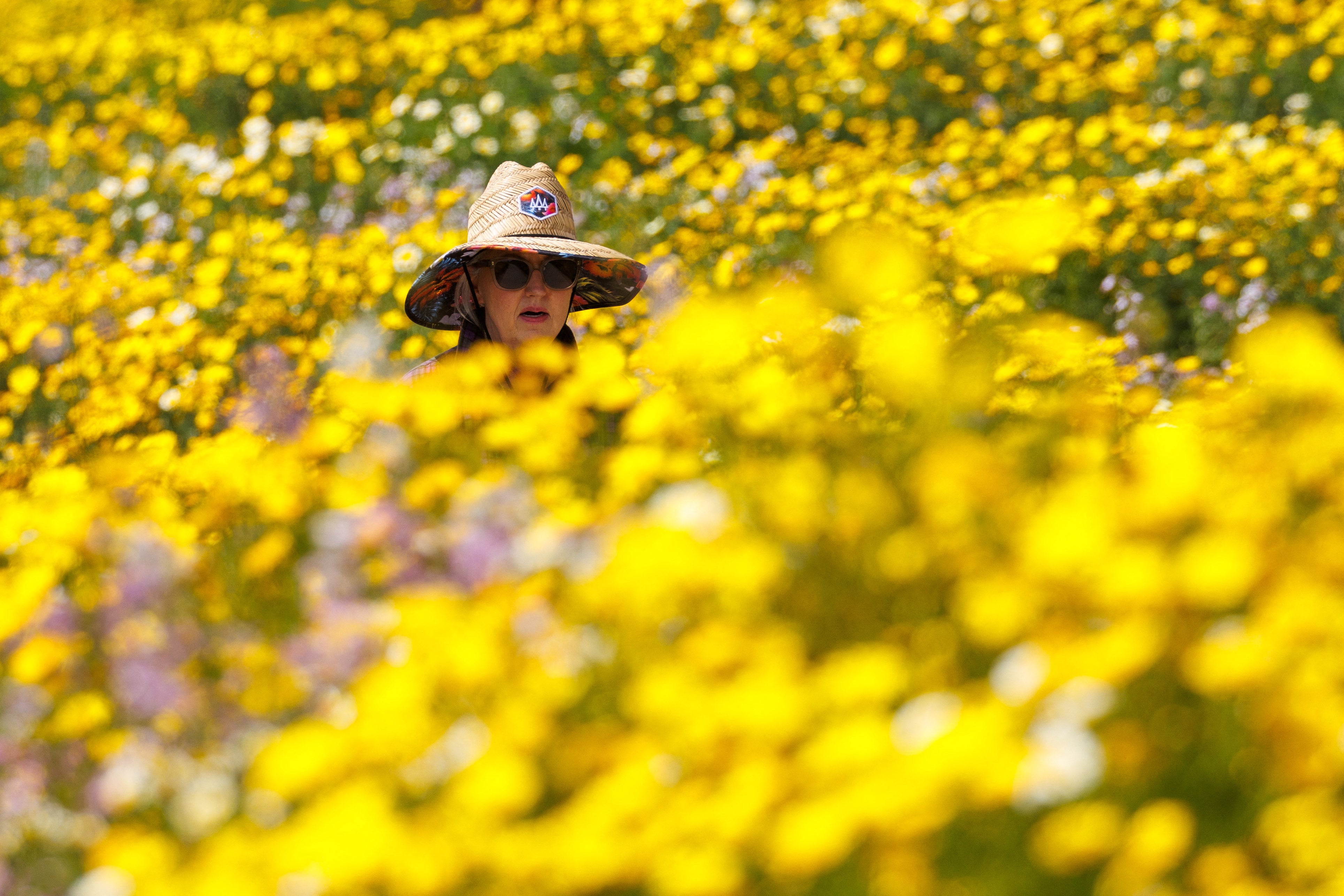 A woman walks along the Coastal Rail Trail surrounded by wildflowers following spring rains, in Encinitas, California on Thursday