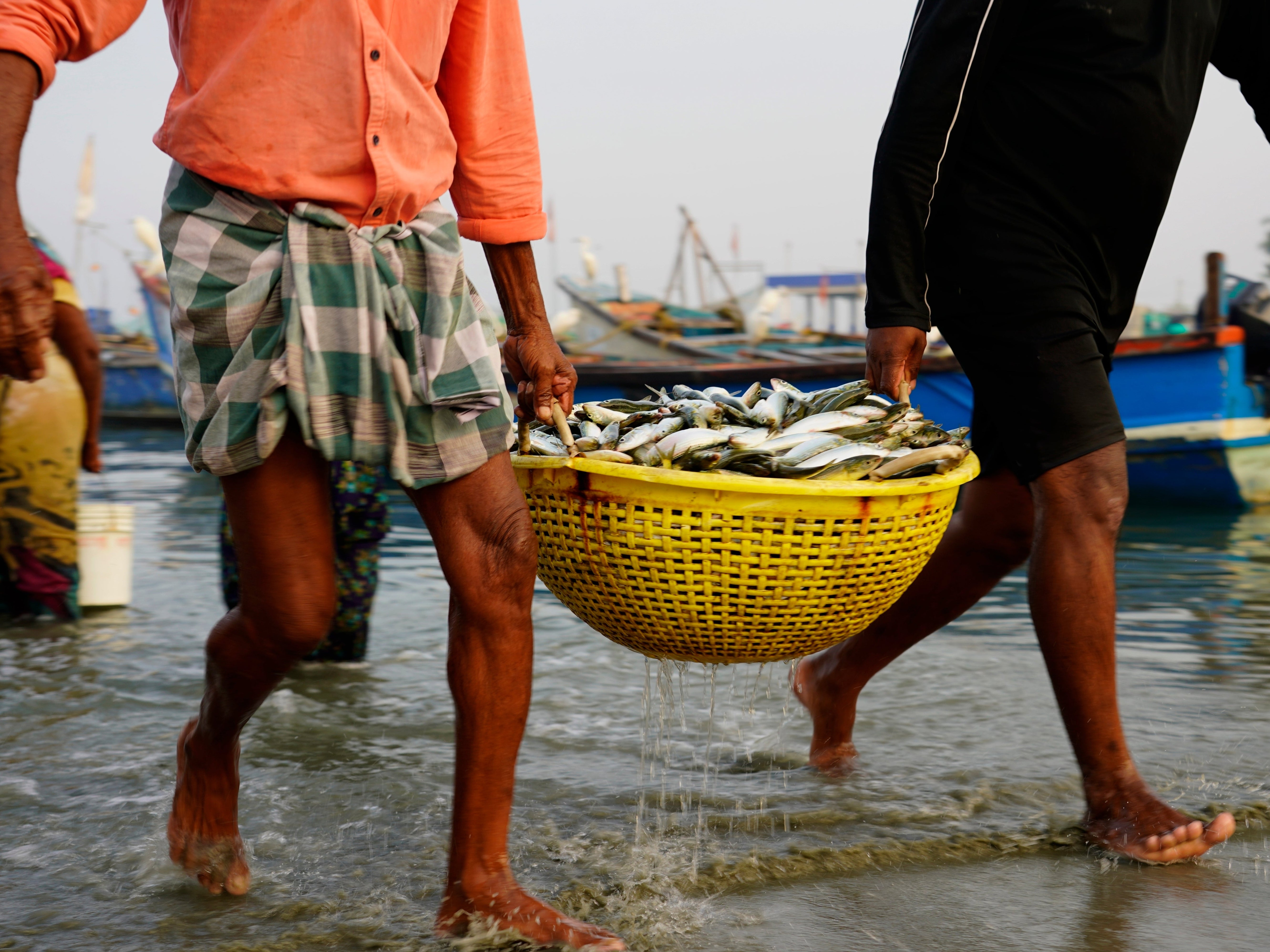 Fishermen bring in their day’s catch in the Chellanam area of Kochi, Kerala state, India, in March