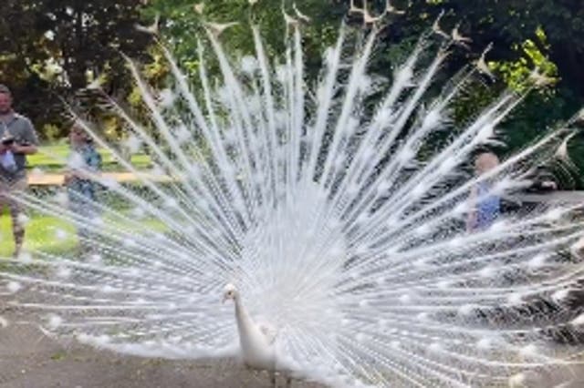 <p>Snowy is ‘such a character’ and a popular attraction at the estate </p>
