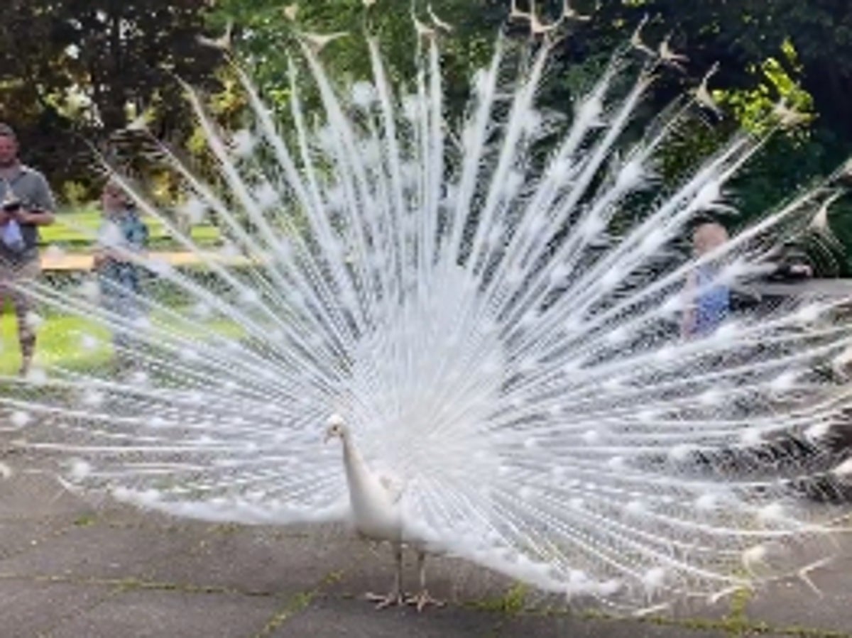 Rare white peacock left fighting for life after hit-and-run