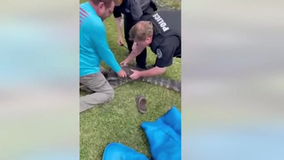 Watch: 6ft alligator wrestled by officers from drainage ditch