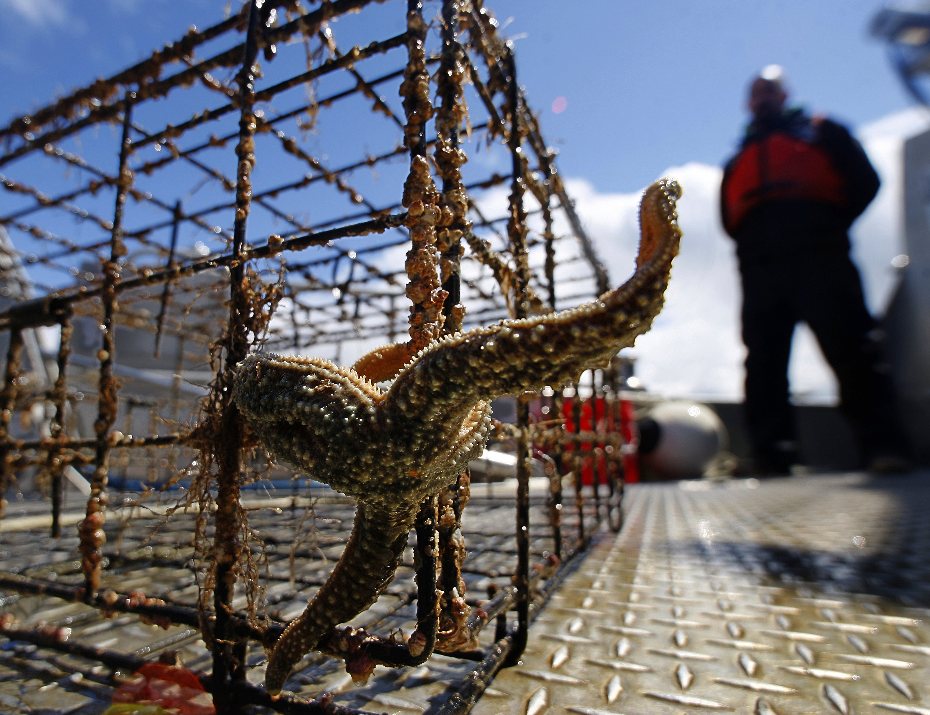 Derelict Fishing Gear