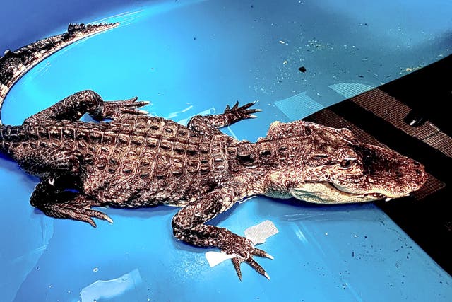 NYC Alligator