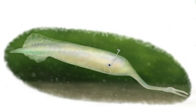 <p>Discovered in the 1950s and first described in a paper in 1966, the Tully monster, with its stalked eyes and long proboscis, is difficult to compare to all other known animal groups</p>