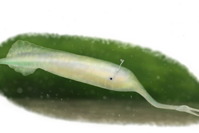 <p>Discovered in the 1950s and first described in a paper in 1966, the Tully monster, with its stalked eyes and long proboscis, is difficult to compare to all other known animal groups</p>