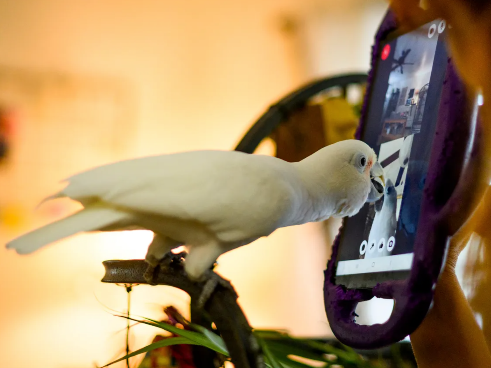 An 11-year-old Goffin’s cockatoo called Ellie interacting with another bird via video chat