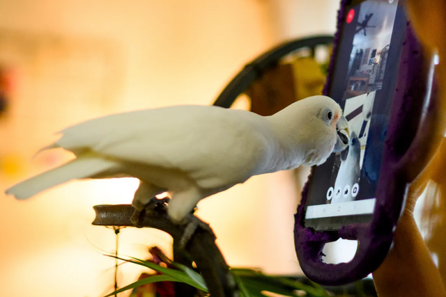 <p>An 11-year-old Goffin’s cockatoo called Ellie interacting with another bird via video chat</p>