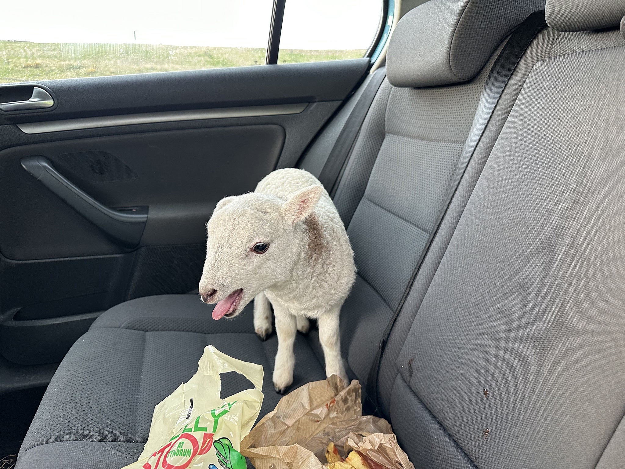 Lamb found in back of pulled over vehicle has been returned to its owner