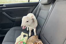 Mystery solved after ‘Pablo’ the lamb found in back of car with heroin and chips
