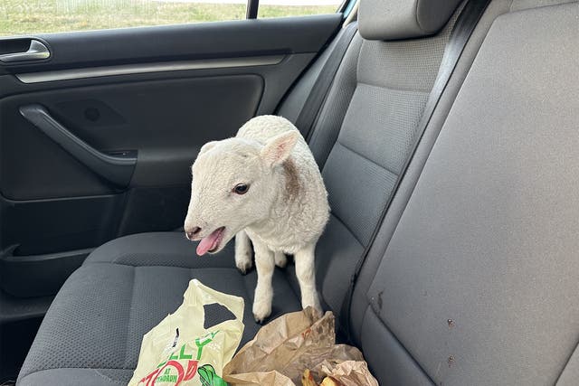 <p>Lamb found in back of pulled over vehicle has been returned to its owner </p>