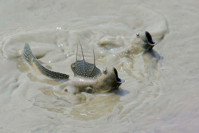 Two mudskippers (Boleophthalmus caeruleomaculatus) in shallow waters.