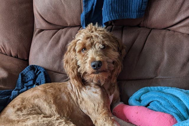 11-month-old cockapoo, Betty, suffered a broken leg after falling from a 60 feet coastal ledge (RNLI)