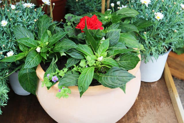 Celebrate the coronation with red, white and blue plants (Squire’s Garden Centres/PA)