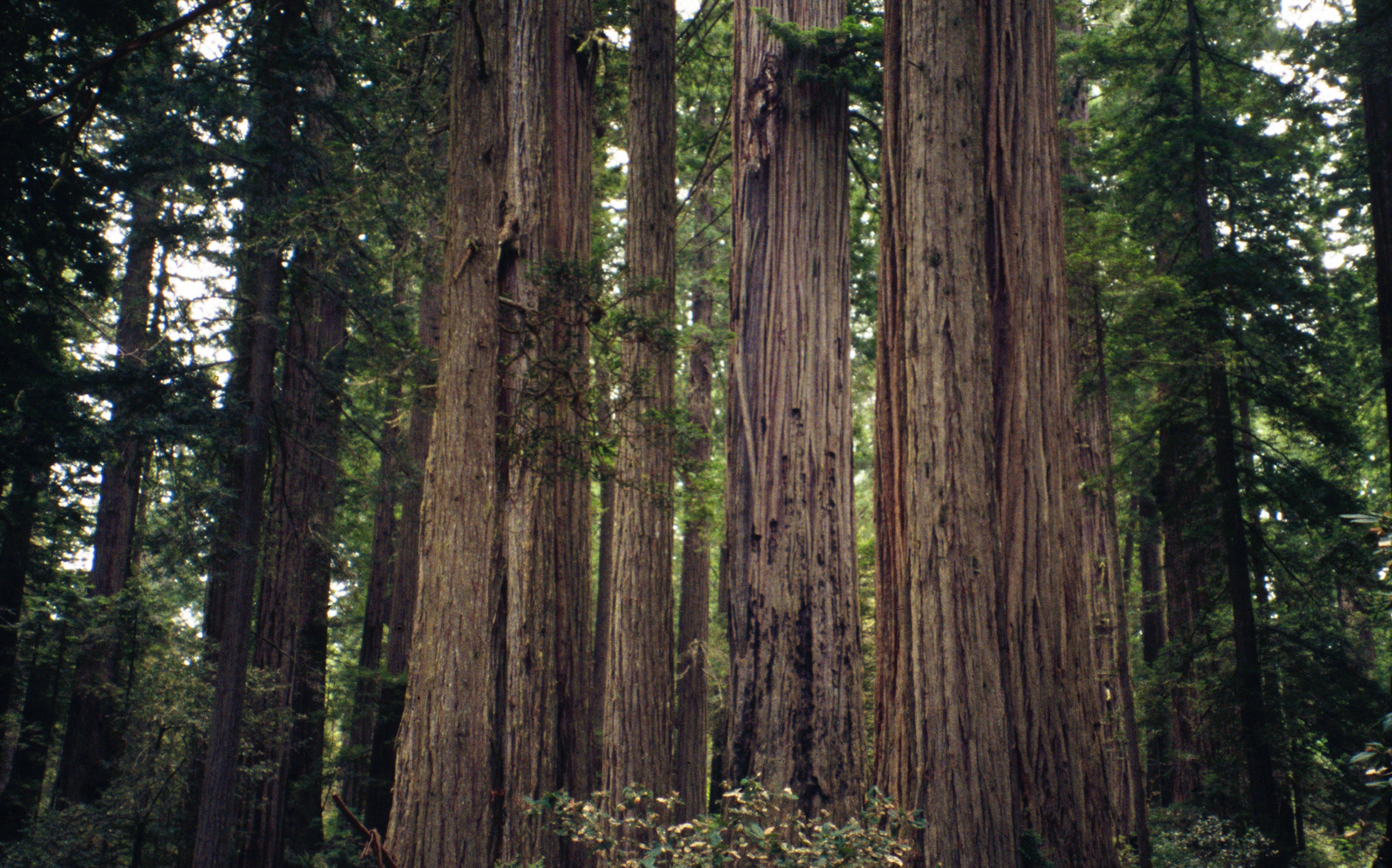Gardening Climate-Resilient Trees