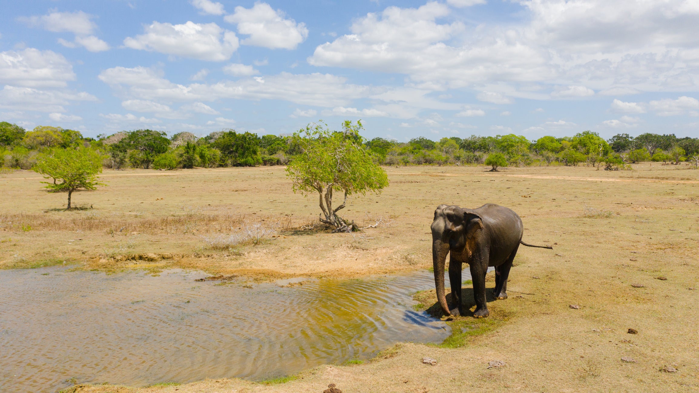 Kumana National Park sees animals roam free
