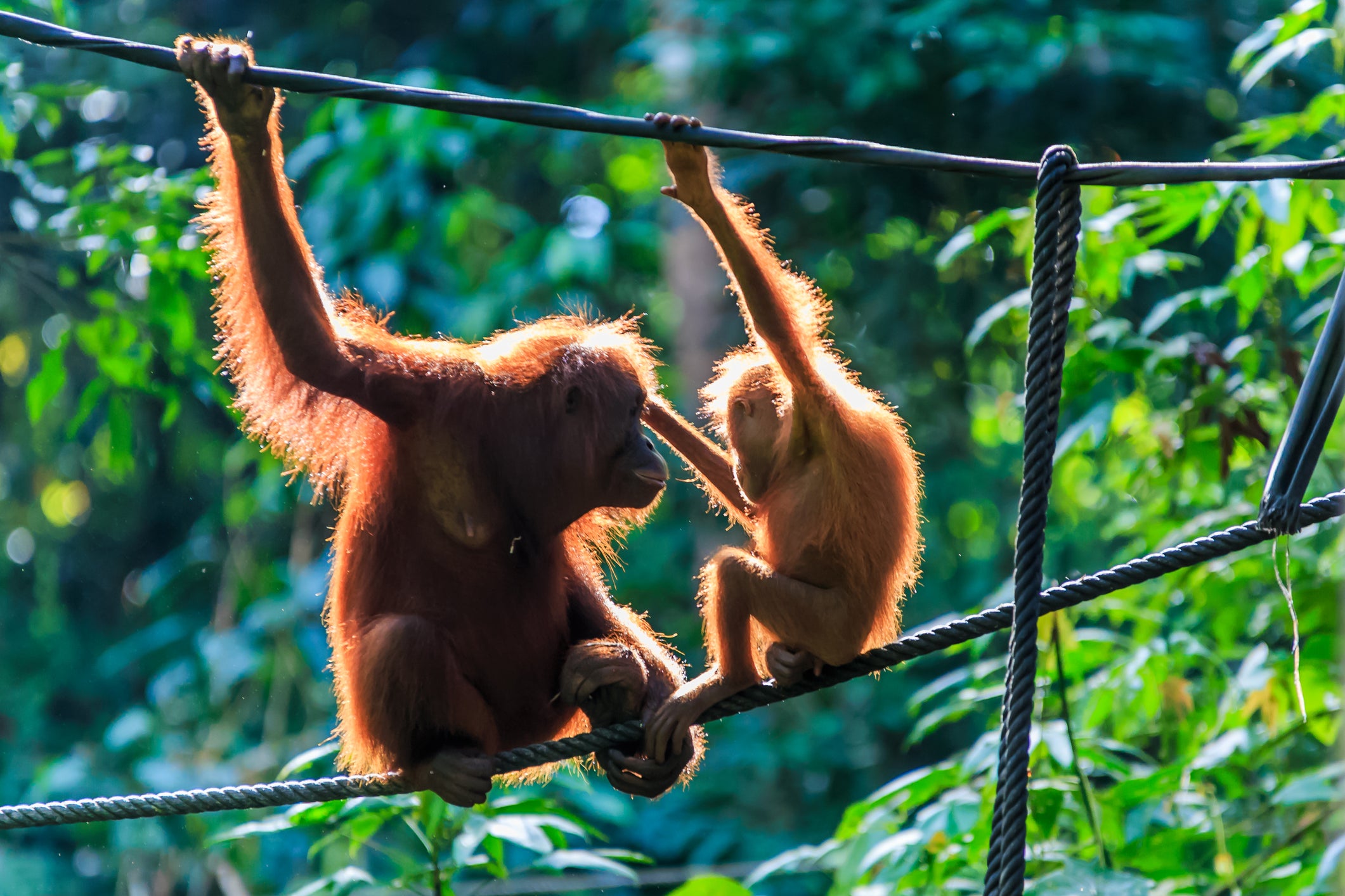 Hang around with mummy and baby orangutans when you visit Borneo