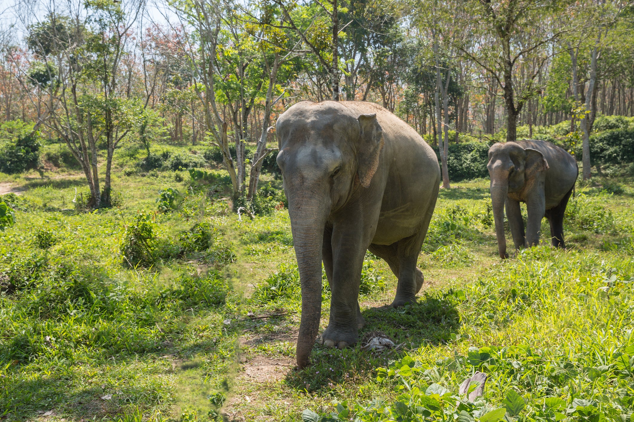 See elephants roam free in the Khao Sok National Park near Phuket