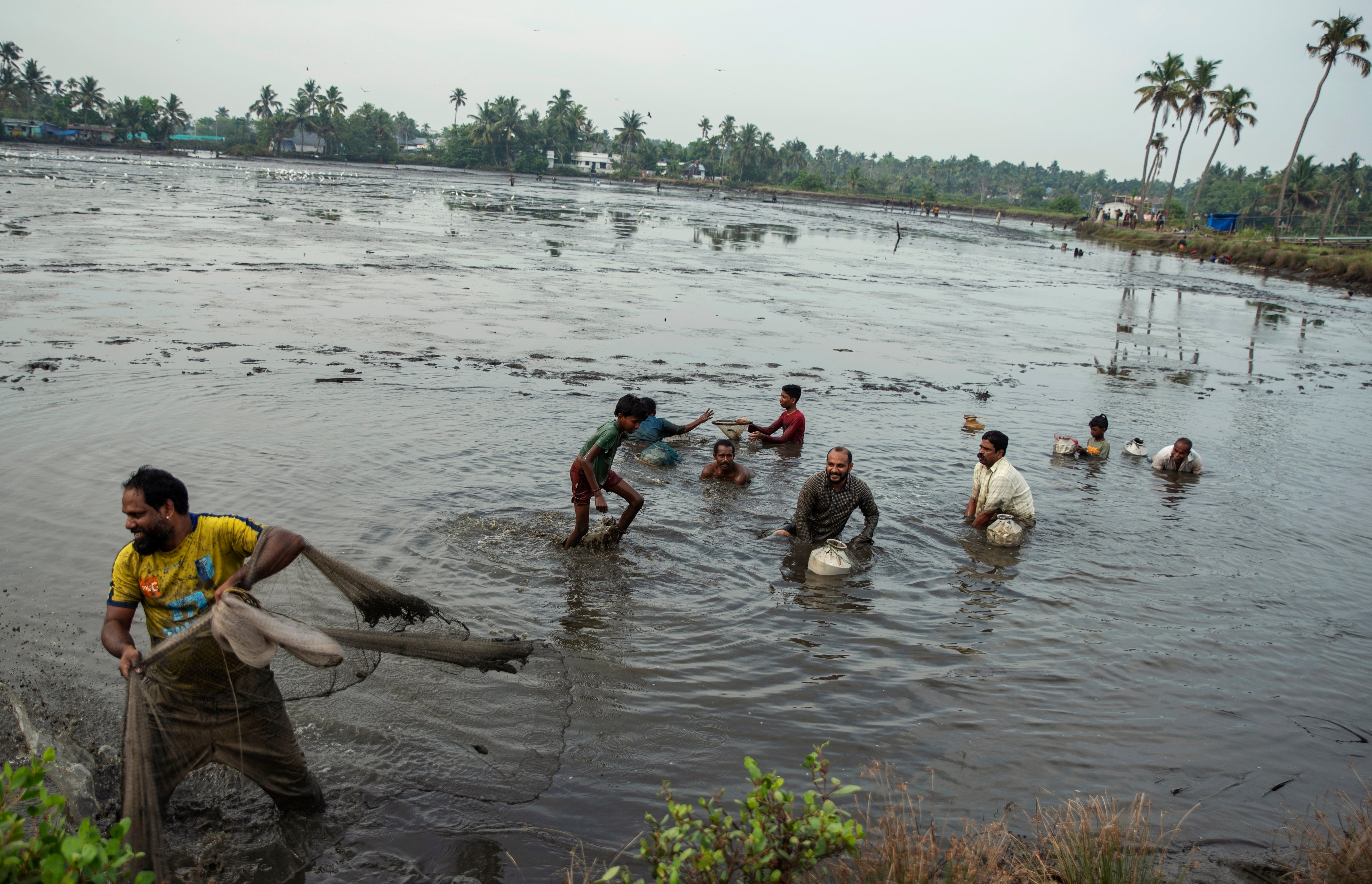 Climate India Pokkali Rice