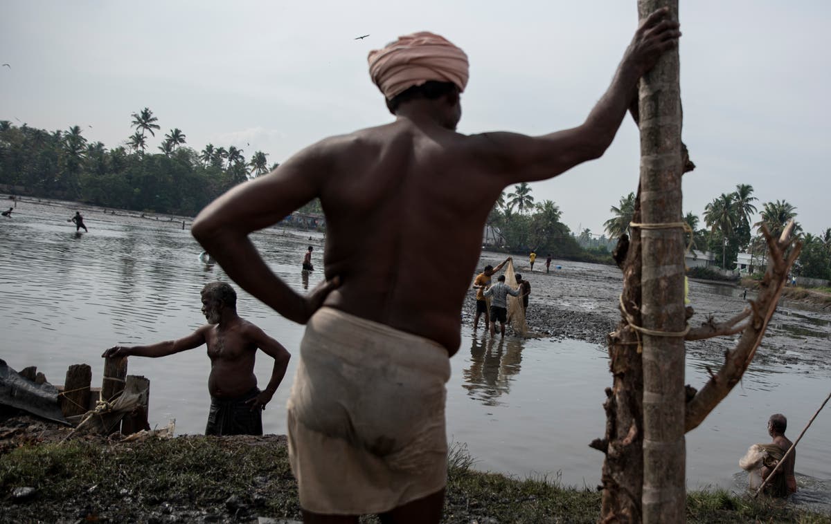 Trouble looms for Indian grain that combats climate change