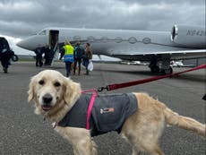Woman flies dogs on £8,000 private jet because it was ‘cheaper than cargo’