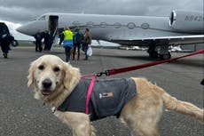 Woman flies dogs on £8,000 private jet because it was ‘cheaper than cargo’