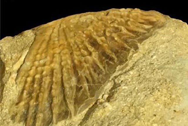 A fossil of a sturgeon estimated to be more than 66 million years old is the first to be found in Africa. (University of Portsmouth/PA)