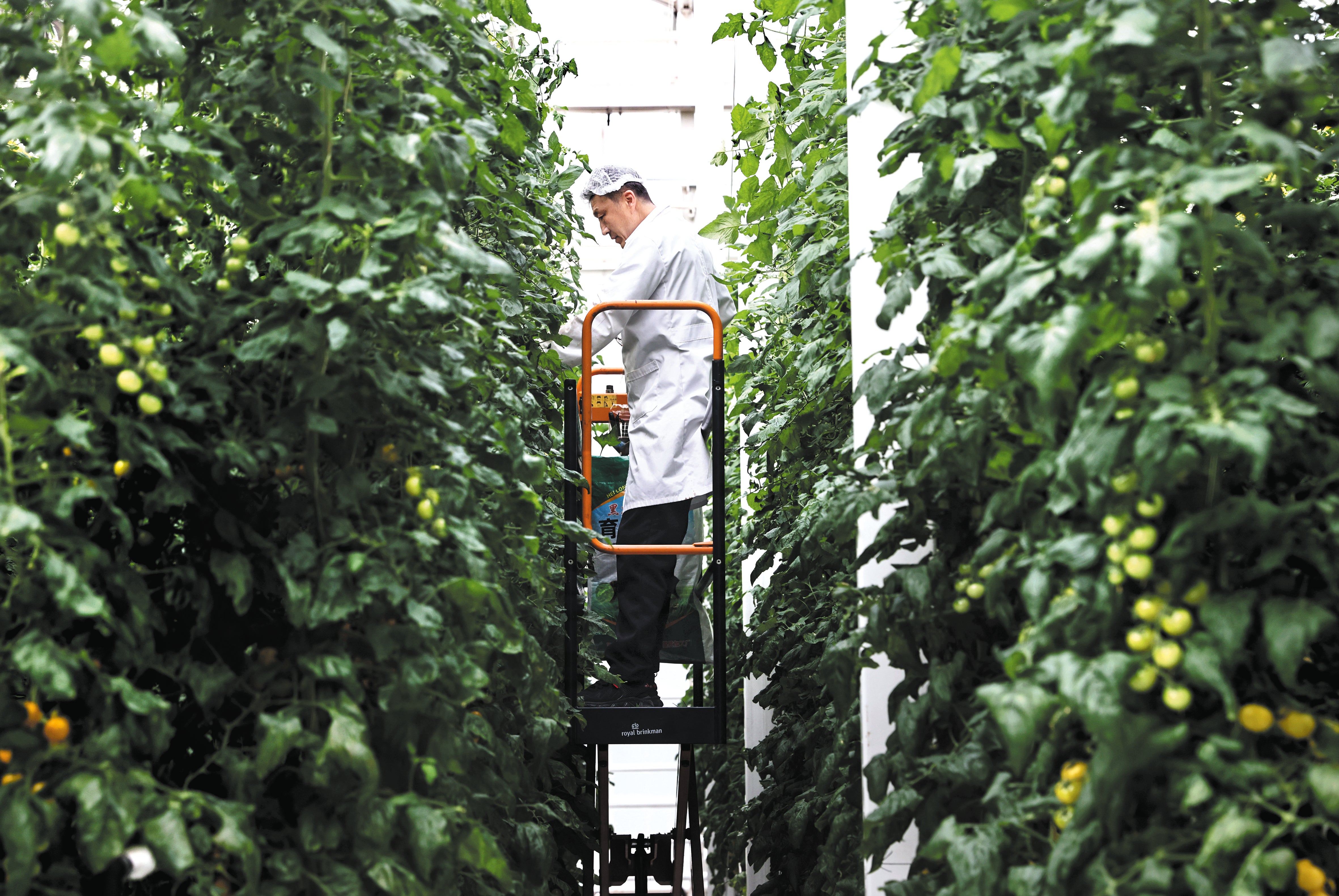 A worker trims cherry tomato stems on a vertical farm in Beijing