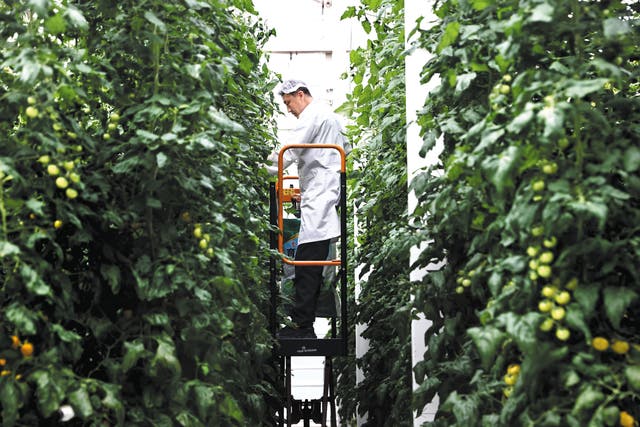 <p>A worker trims cherry tomato stems on a vertical farm in Beijing</p>