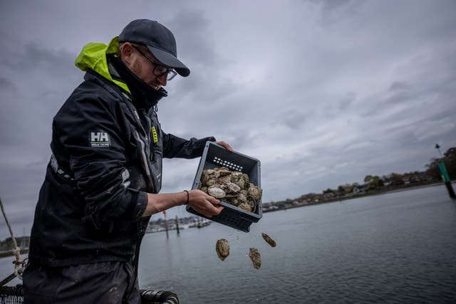 Oysters being scattered on to new beds in the river Hamblse, Hampshire, by the Blue Marine Foundation (James Blake/Blue Marine Foundation/PA)