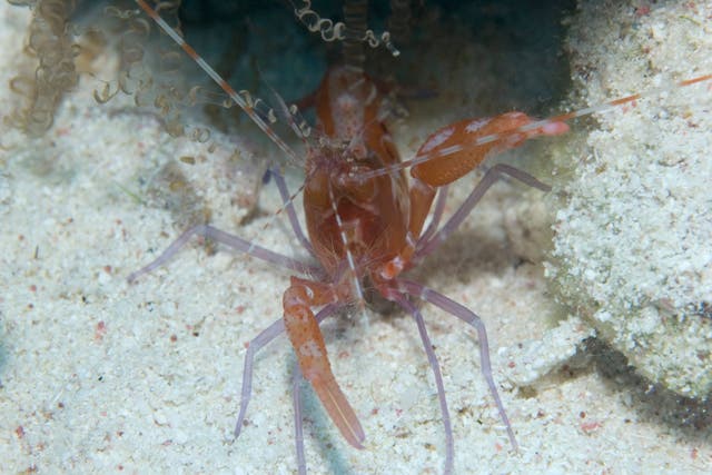 A red snapping shrimp (Alamy/PA)