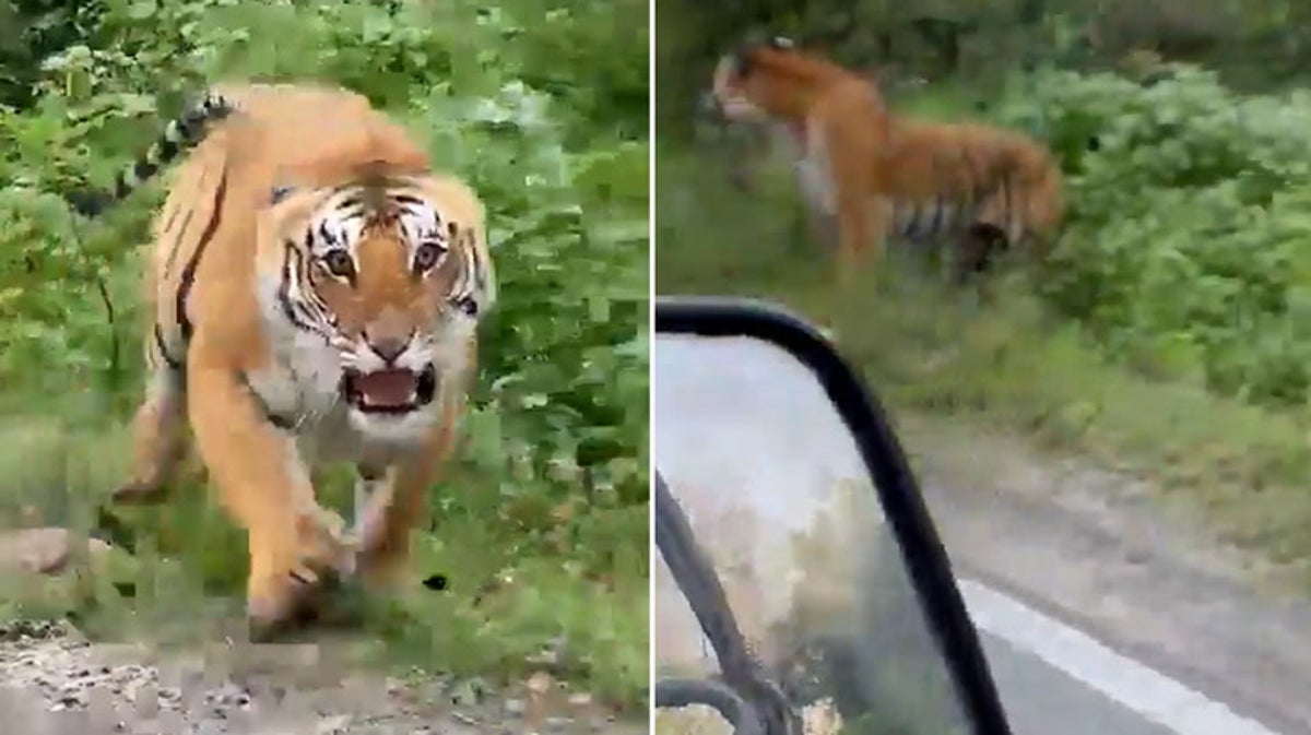 Watch: Growling tiger lunges at tourists during safari