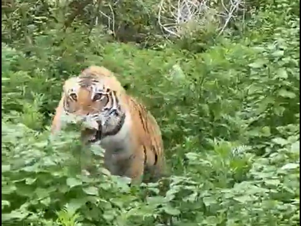 <p>A tiger mock charging at a jeep in Jim Corbett Tiger Reserve. Screengrab</p>