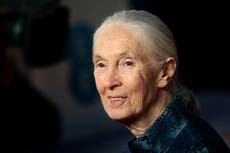 Jane Goodall ‘hopeful’ human intelligence will overcome climate crisis