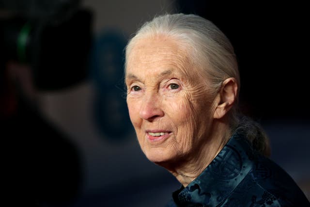 Jane Goodall said she is ‘hopeful’ human intelligence will overcome the climate crisis (Yui Mok/PA)