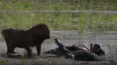 Lion and crocodile have savage fight over buffalo carcass