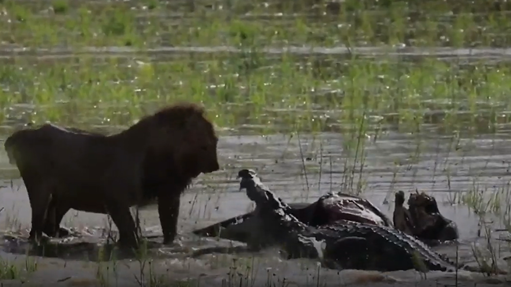 Lion and crocodile have savage fight over buffalo carcass Lifestyle Independent TV